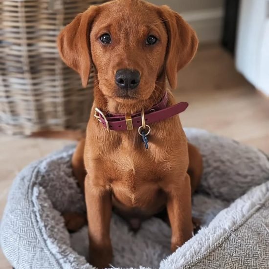 WhatsApp Image 2025-12-11 at 1.23.12 AM (1)